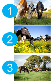 Three photos of cows grazing ranked one, two and three with blue bubbles